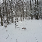 Ravine Trails Club Snowshoe